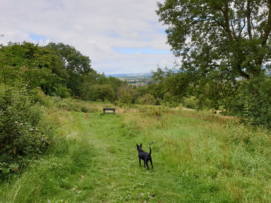 robinswood hill country park bristol dog walk bristol barkers