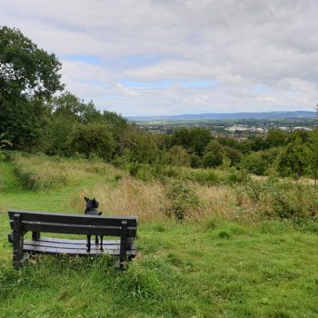 Robinswood Hill Country Park - Bristol dog walk - Bristol Barkers