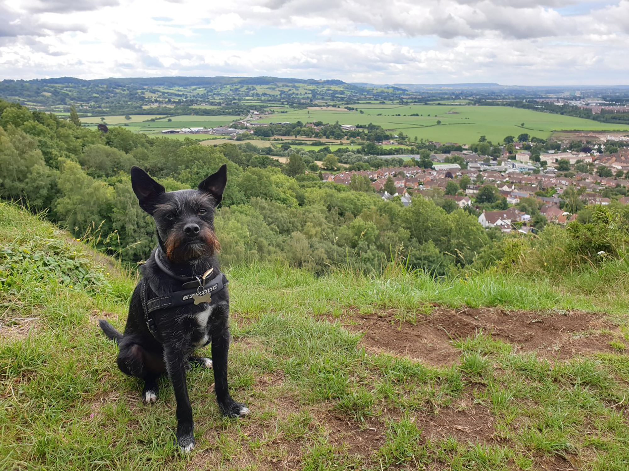 robinswood hill country park bristol dog walk bristol barkers