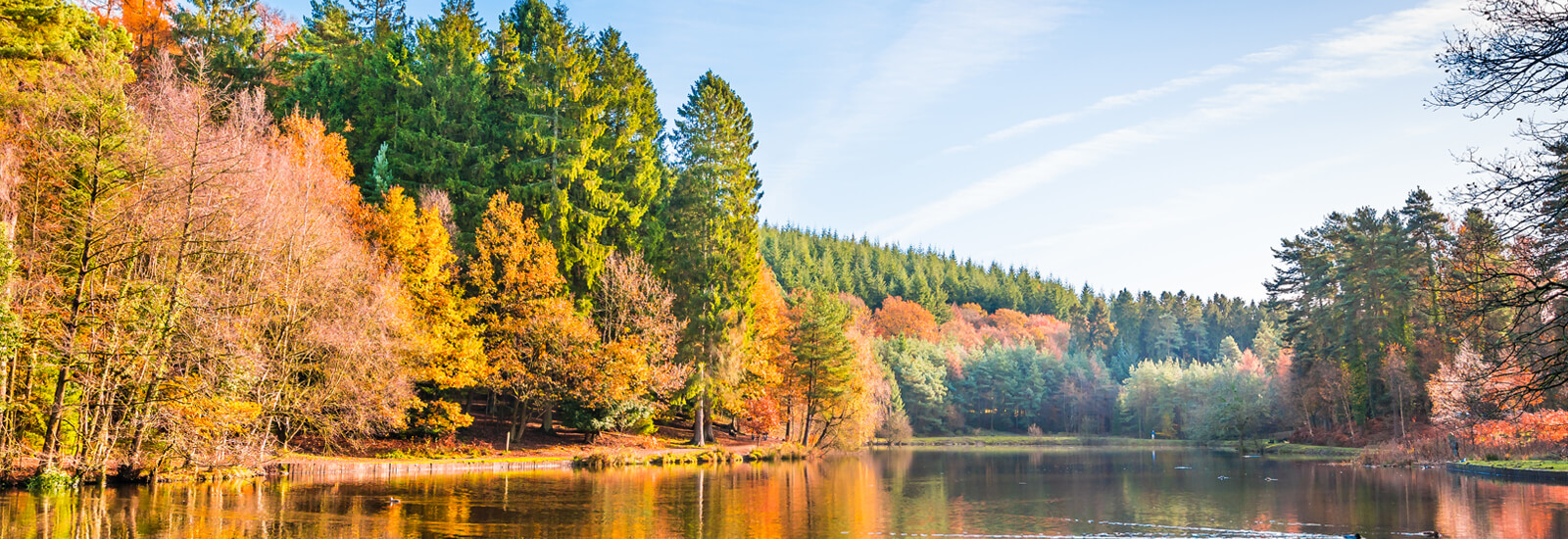 Top 10 Gloucestershire dog walks Bristol Barkers