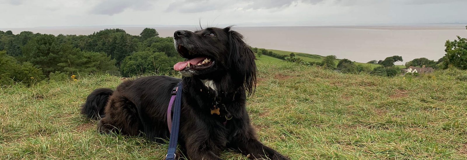 Walton Common Bristol dog walk Bristol Barkers