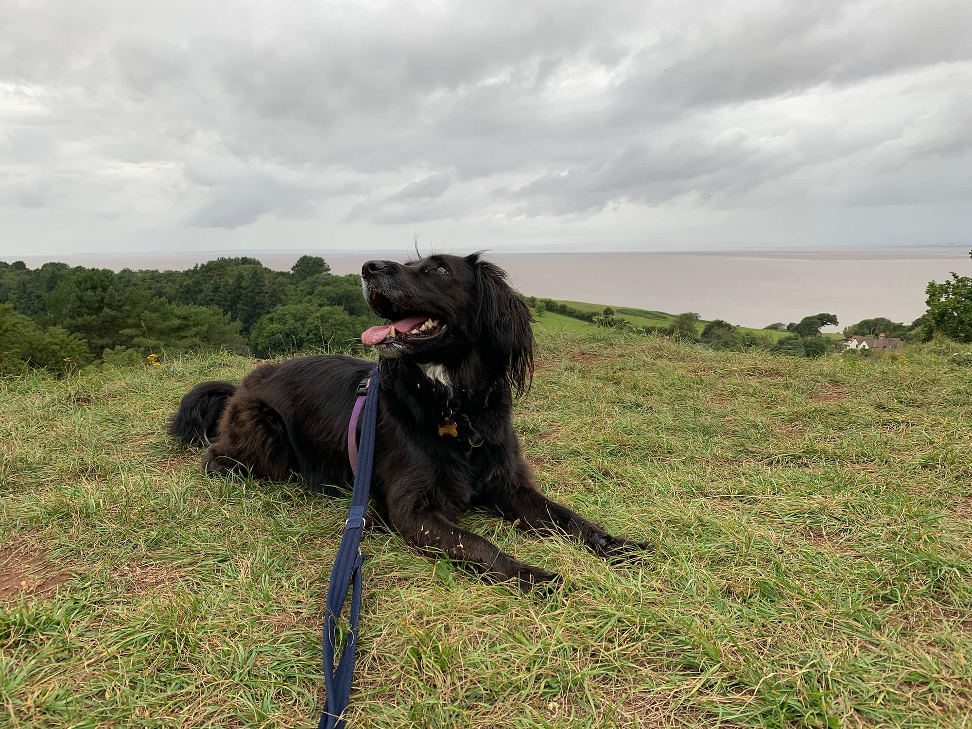 Walton Common - Bristol dog walk - Bristol Barkers