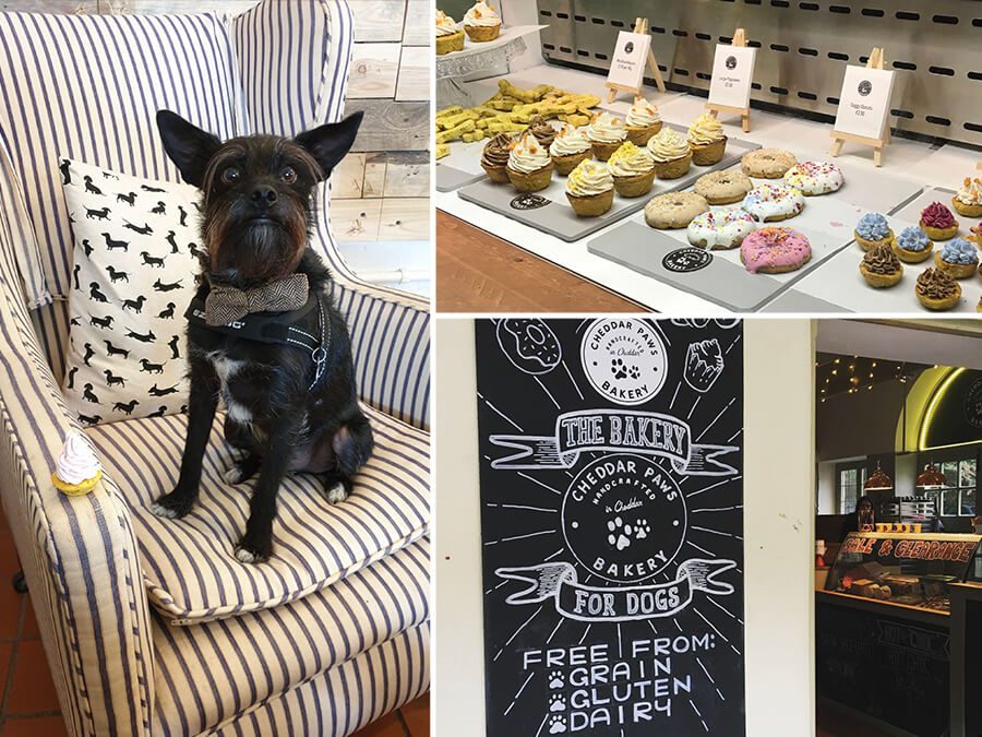 Dog friendly best sale bakery near me