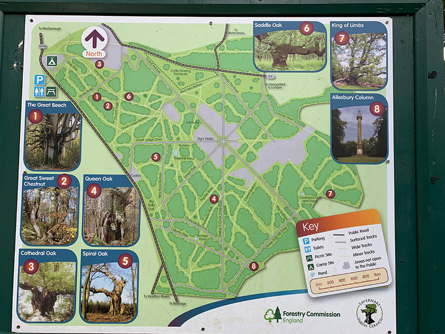 Savernake Forest Walks Map Savernake Forest - Bristol Dog Walk - Bristol Barkers