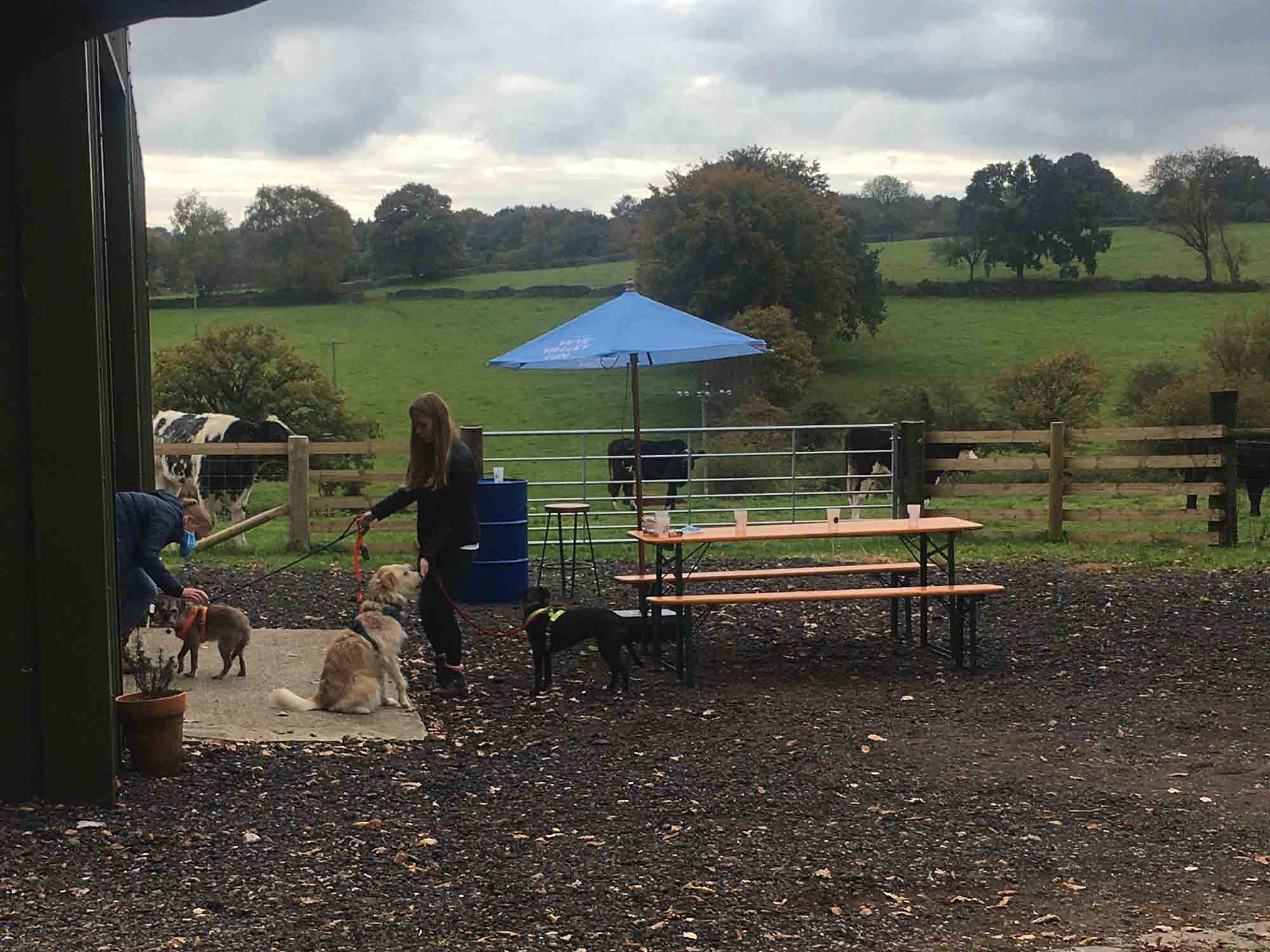 dog friendly distillery tour