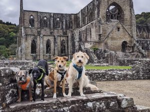 dog walk at tintern abbey