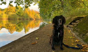Image of https://bristol-barkers.co.uk/posts/dog-friendly-holiday-in-york/