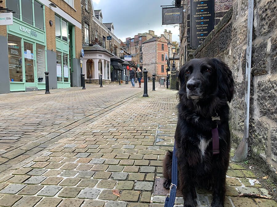 dog friendly places to visit near harrogate