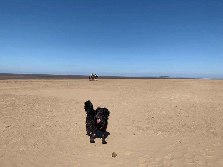 is burnham beach dog friendly