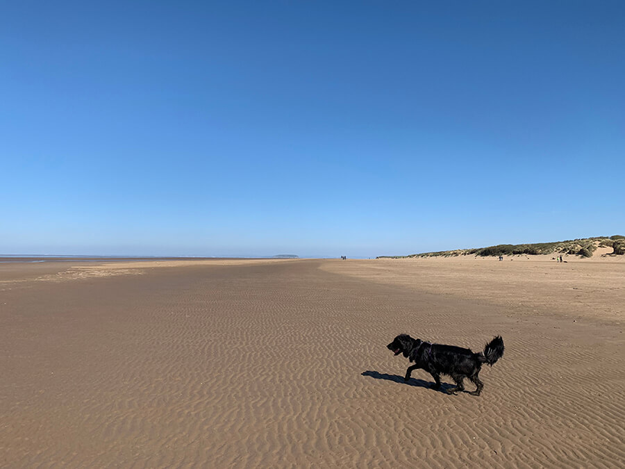 is burnham beach dog friendly