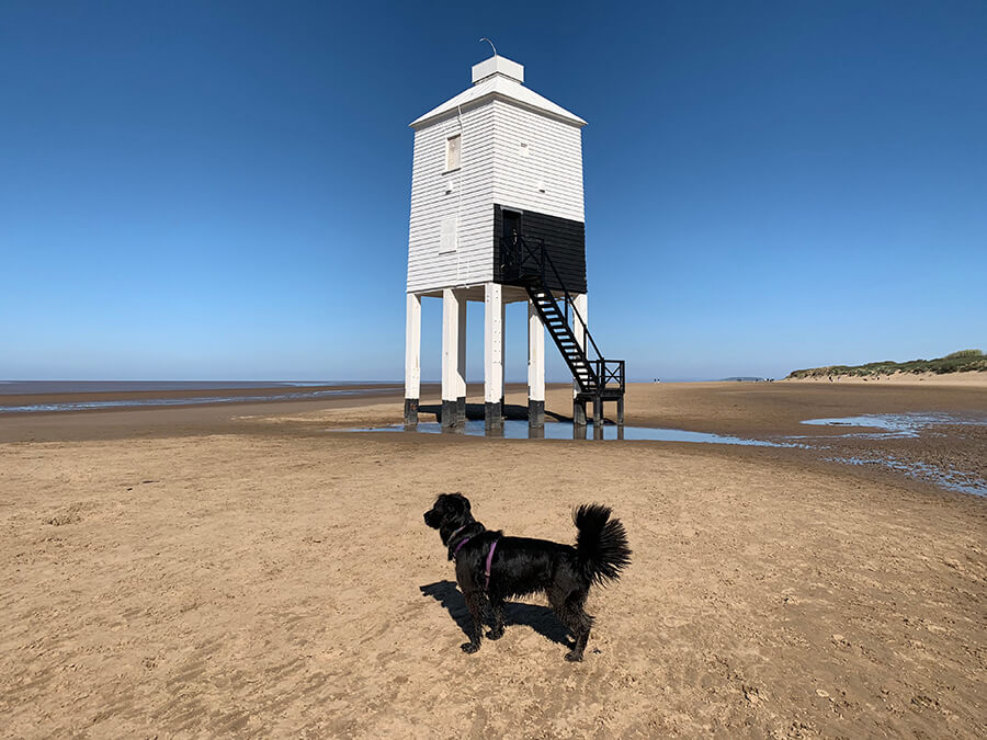 is burnham beach dog friendly