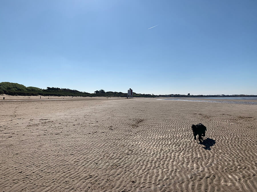 is burnham beach dog friendly