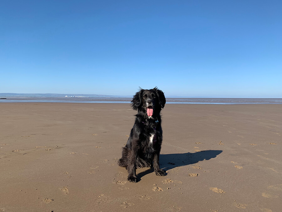 is burnham beach dog friendly