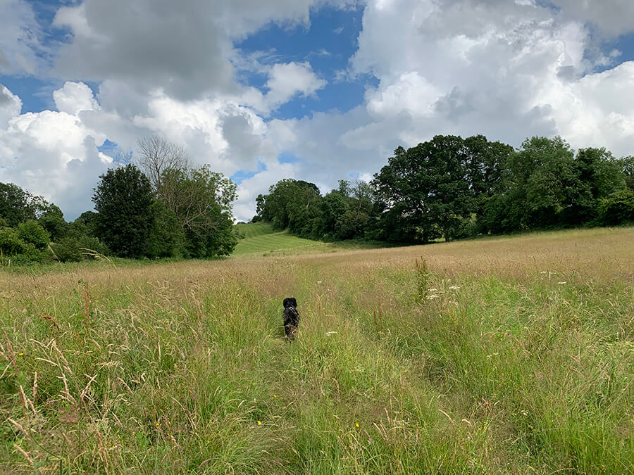 Deerhurst River Severn Circular Walk - Bristol dog walk - Bristol Barkers