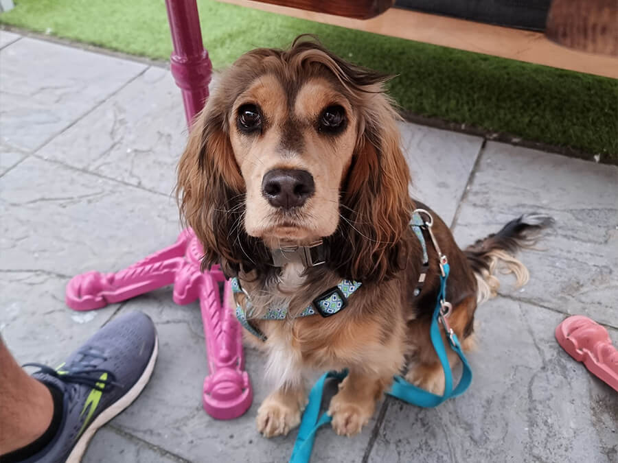 Slug & Lettuce City Centre Bristol dog friendly Bristol Barkers