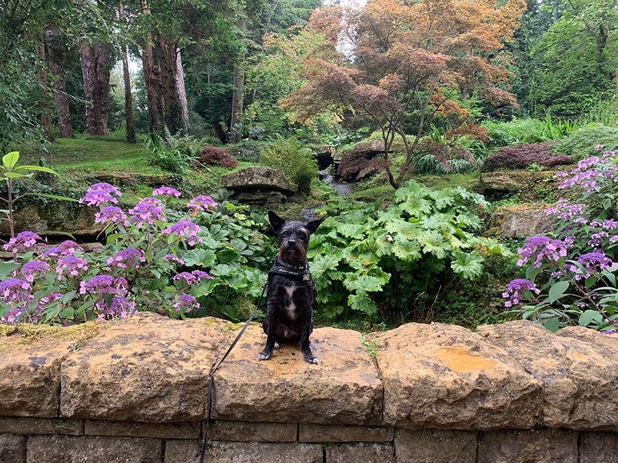 are dogs allowed in batsford arboretum