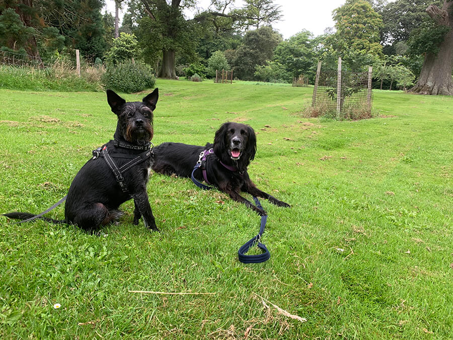 are dogs allowed in batsford arboretum