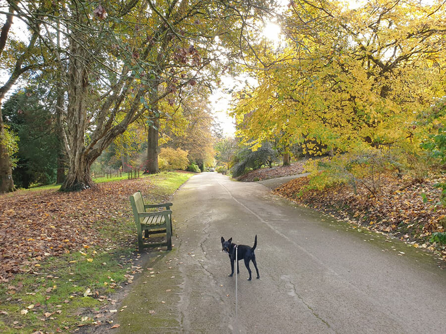 are dogs allowed in batsford arboretum