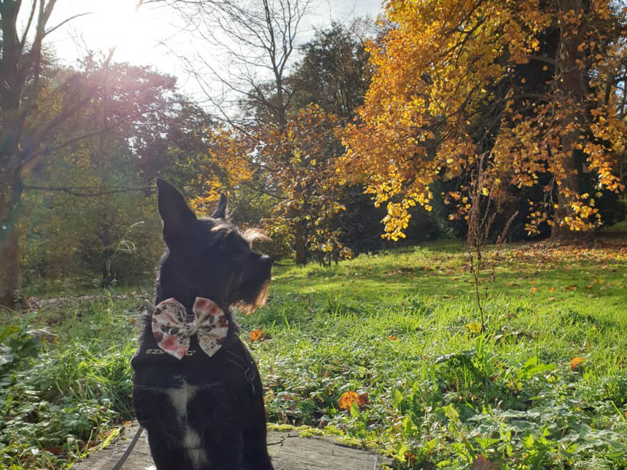 are dogs allowed in batsford arboretum