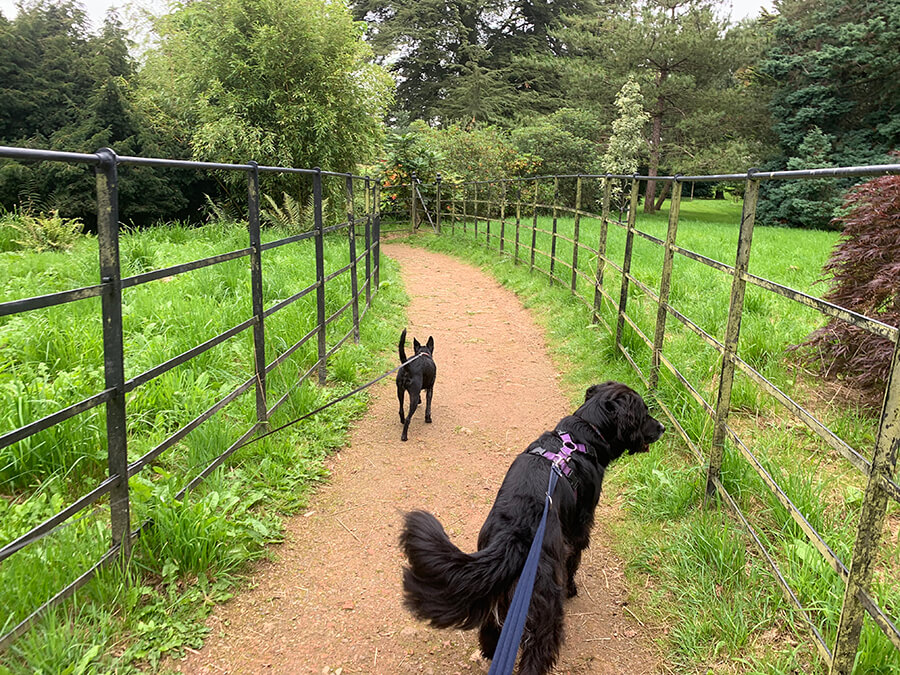 are dogs allowed in batsford arboretum