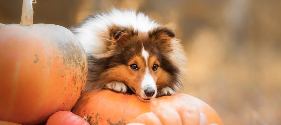 Image of PYO Pumpkins in Bristol