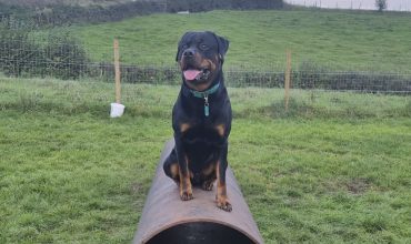 Image of https://bristol-barkers.co.uk/walks/the-rambles-dog-field/