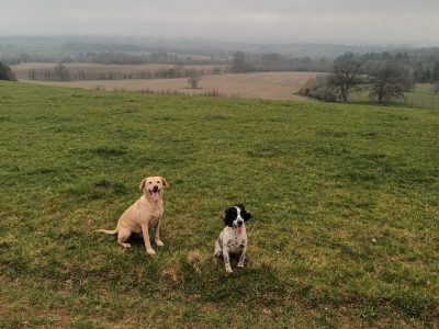 Image of Ammerdown Woods