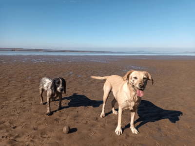 Image of Apex Park to Burnham Beach