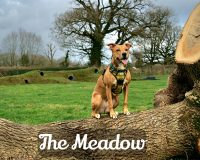 Image for Larches Dog Fields