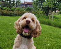 Image for The Pony Chew Valley