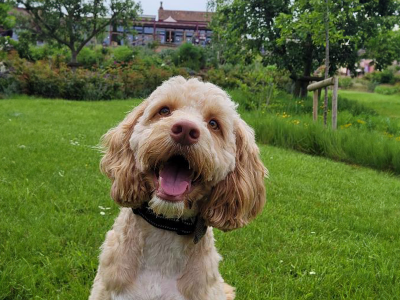 Image of The Pony Chew Valley